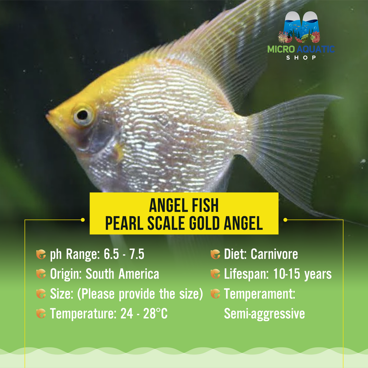Angel Fish - Pearl Scale Gold Angel
