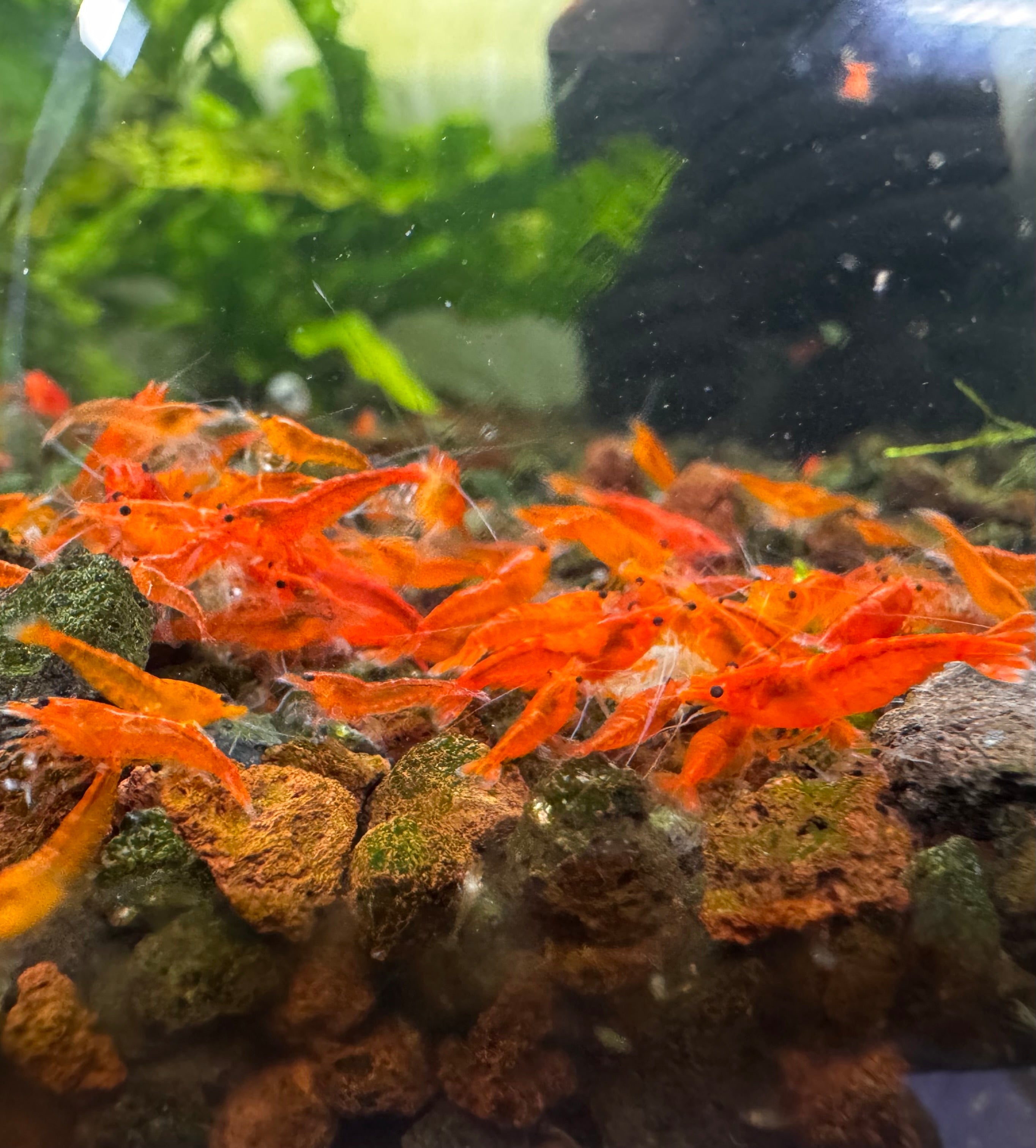 30% SAVE Sunkist Cherry Shrimp Starter Bundle Micro Aquatic Shop