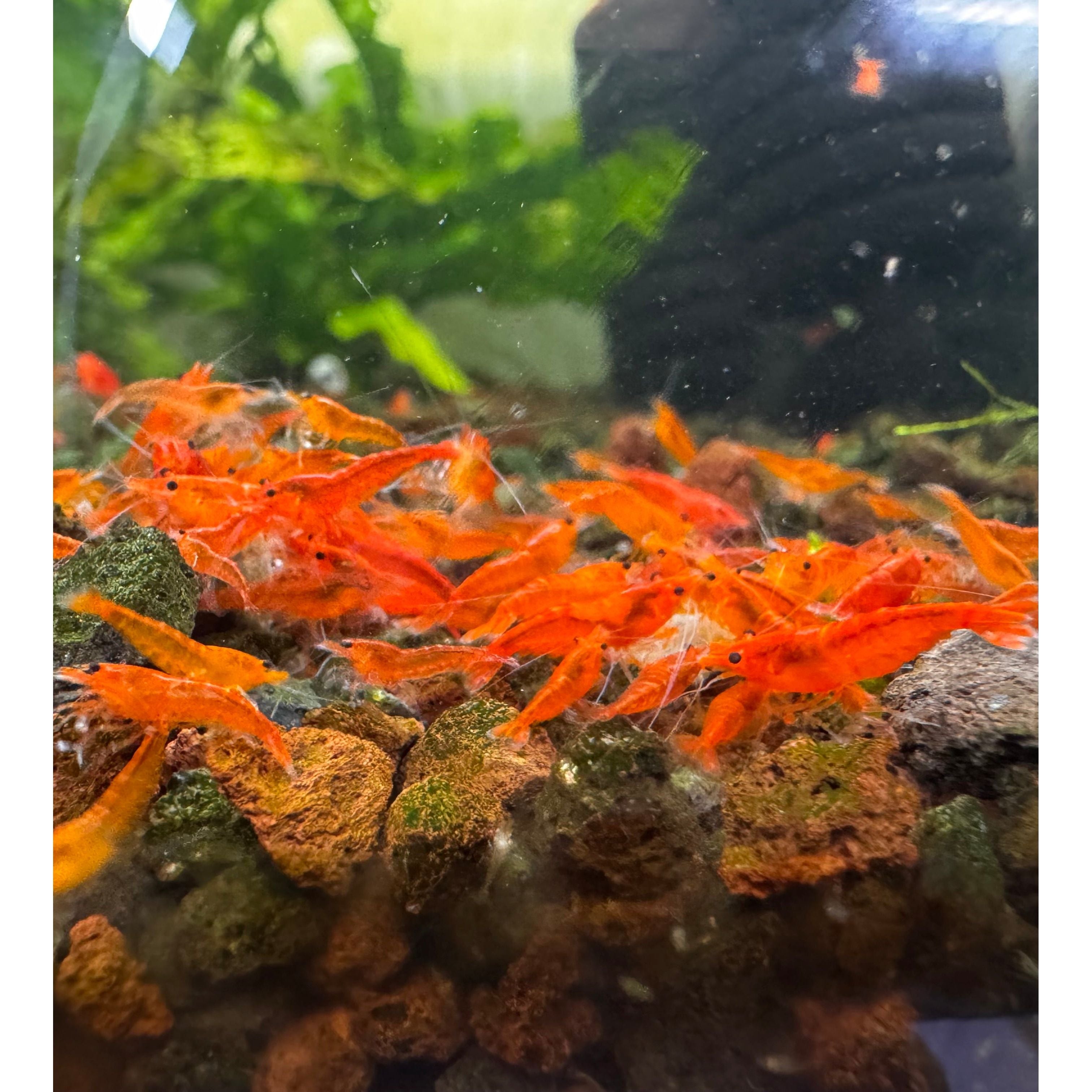 30% SAVE Sunkist Cherry Shrimp Starter Bundle Micro Aquatic Shop