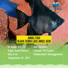 Angel Fish - Black Zebra Lace