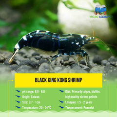 Black King Kong Shrimp