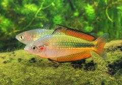 Flash Sale Rainbow Fish -Crimson Spotted 5cm