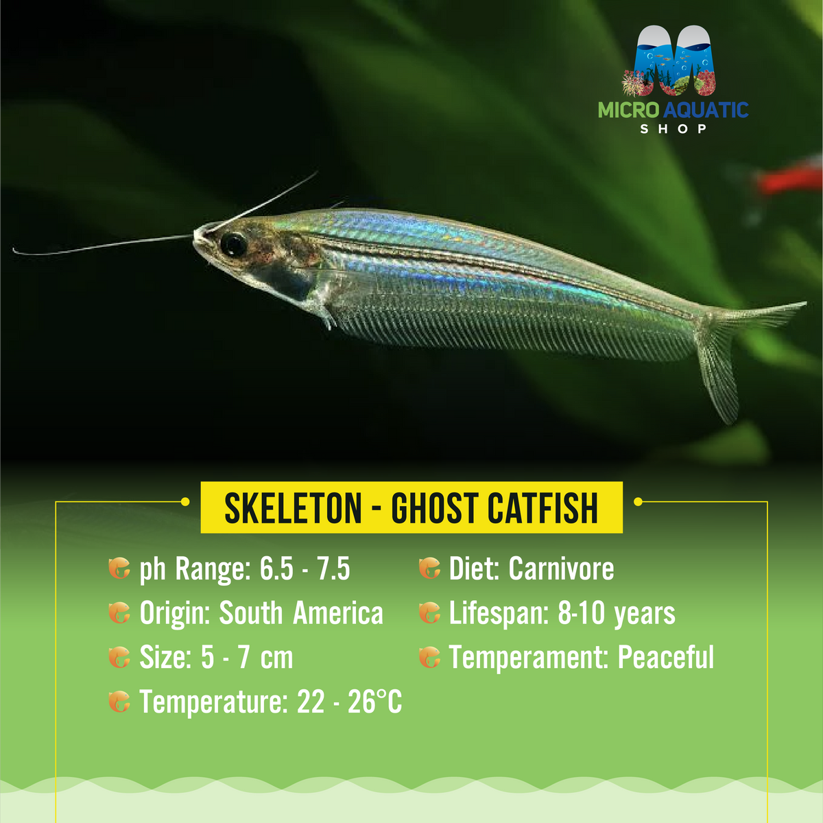 Skeleton - Ghost Catfish