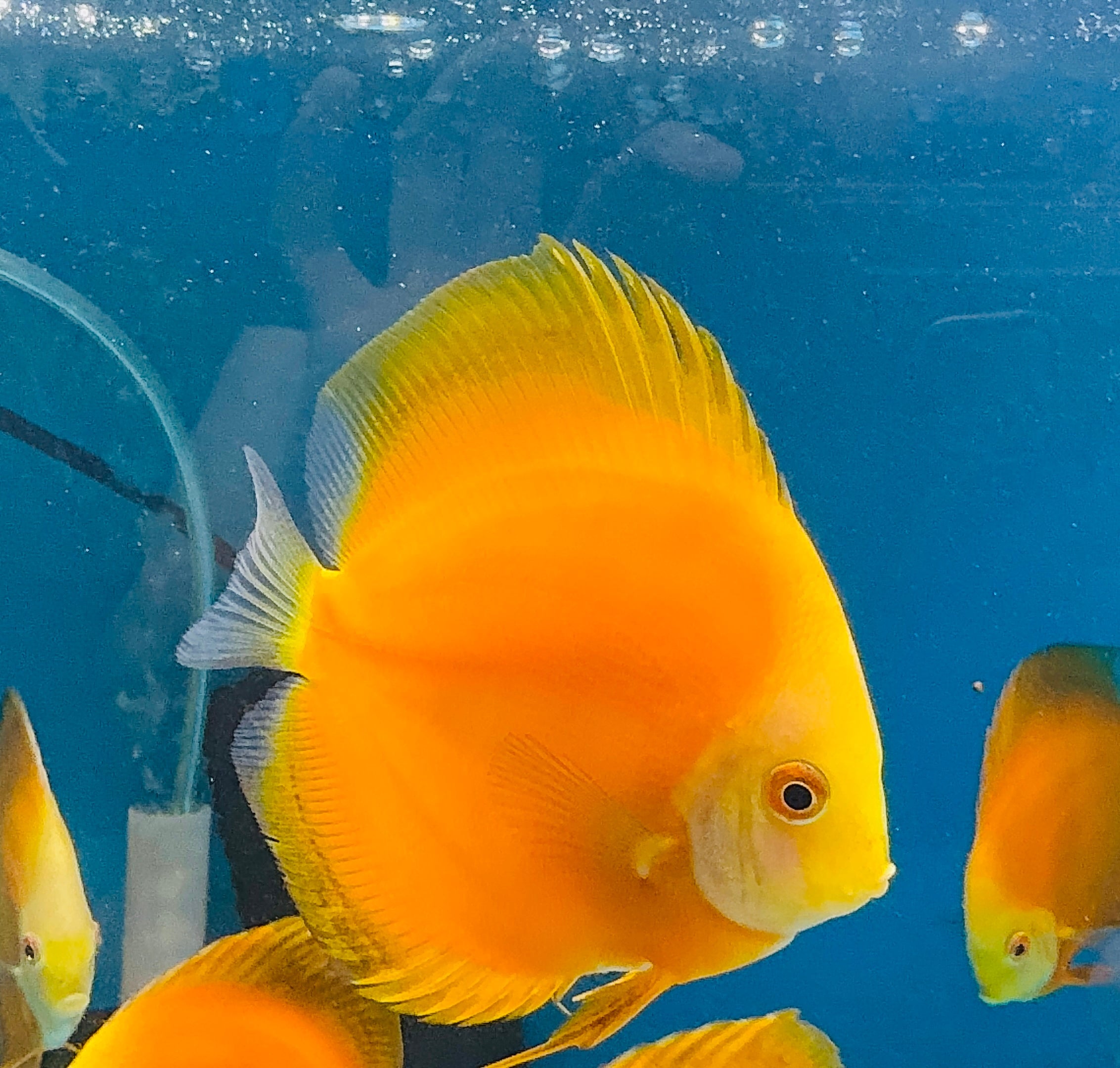Discus - Yellow golden 11cm Show Micro Aquatic Shop