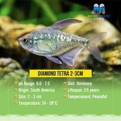 Diamond Tetra 2-3cm