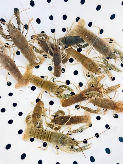 Yabbie – Blue Claw Yabby / Crayfish 4cm