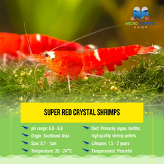 Super Red Crystal Shrimps