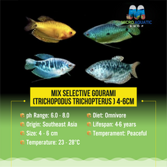 Mix Selective Gourami (Trichopodus trichopterus ) 4-6cm