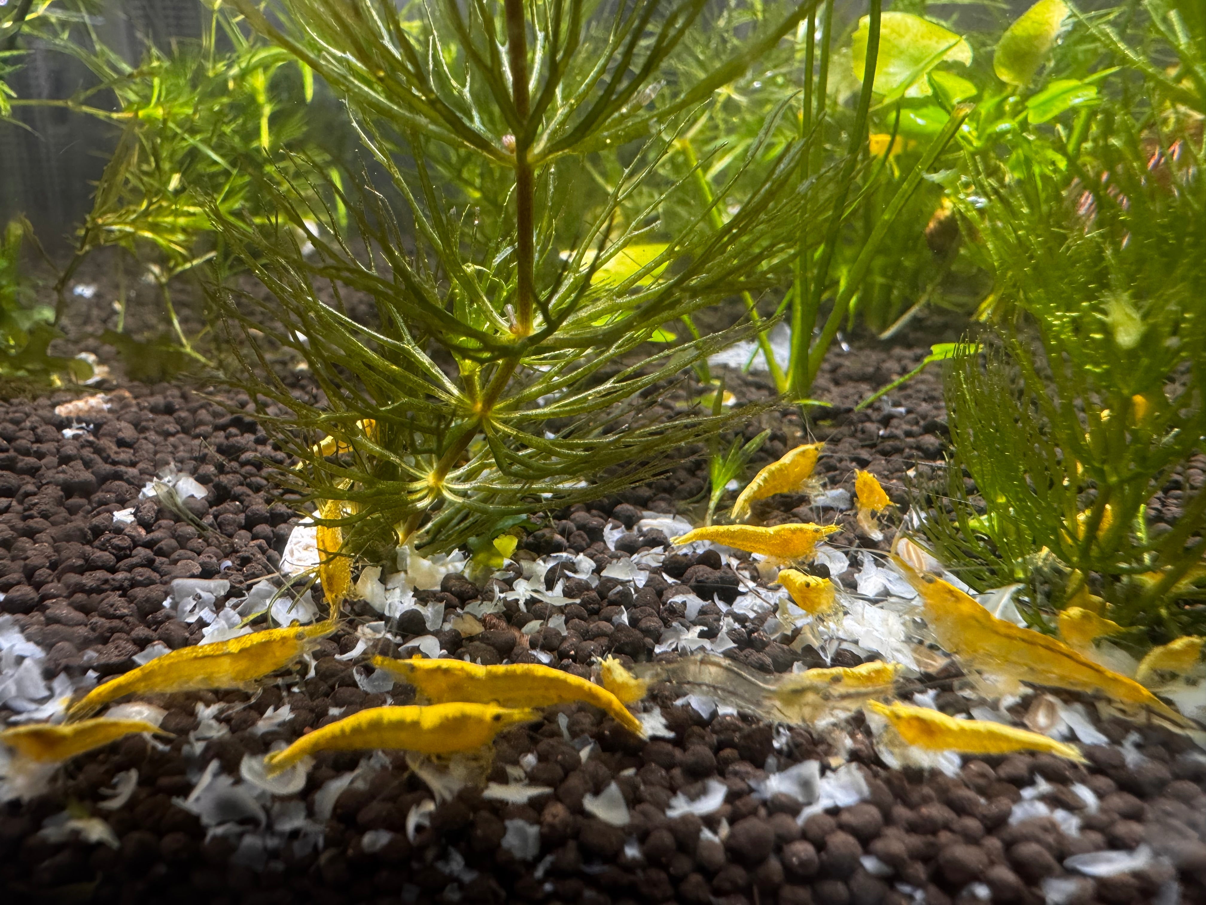 Cherry Shrimp - Golden Back Micro Aquatic Shop