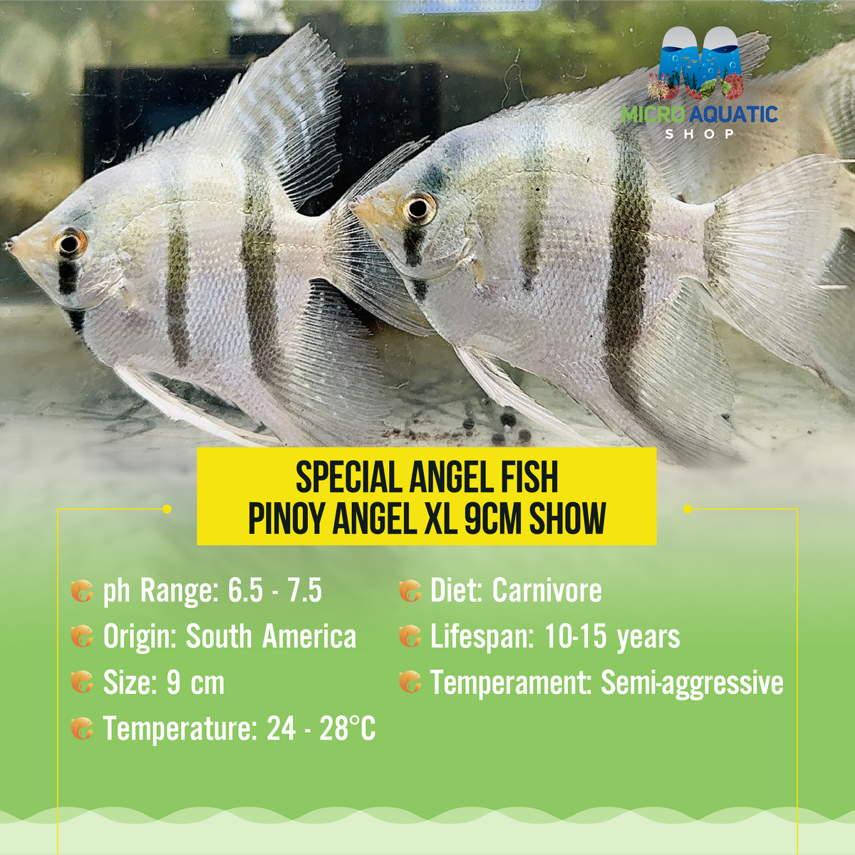 Special Angel Fish - Pinoy Angel XL 9cm Show