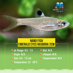 Nano Fish - Emerald Eyes Rasbora 2cm