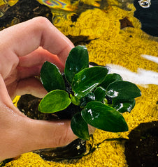 Anubias barteri var. nana 'petite' on Rock