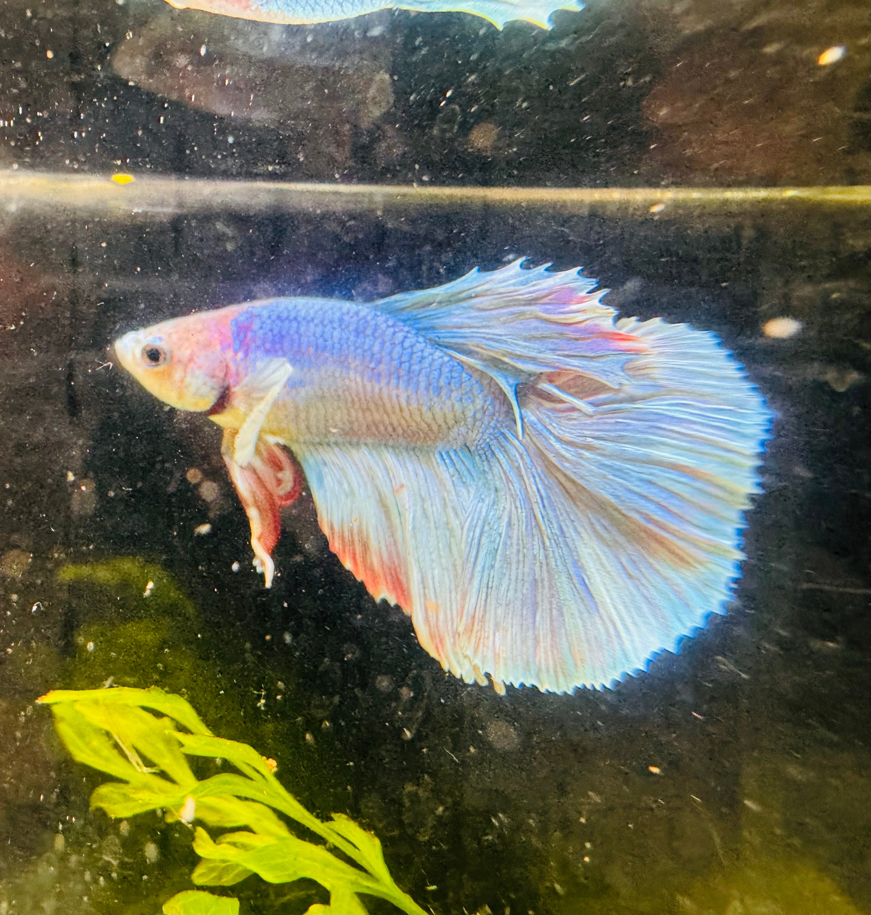 Betta Male - Dumbo Blue Pastel - Blue Eyes liner