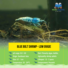 Blue Bolt Shrimp - Low Grade