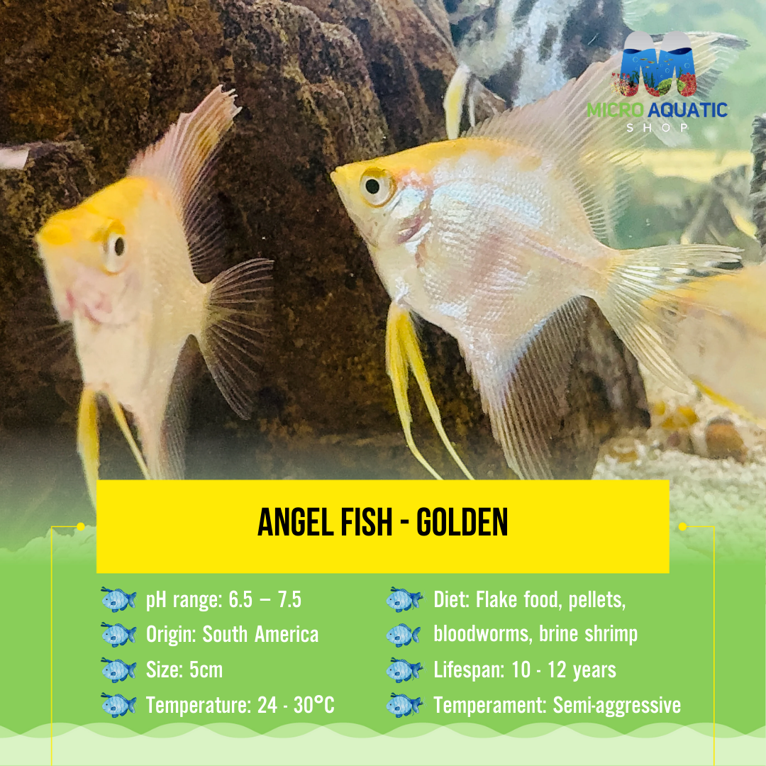 Angel fish - Golden