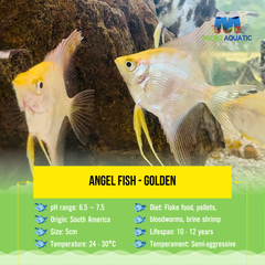 Angel fish - Golden