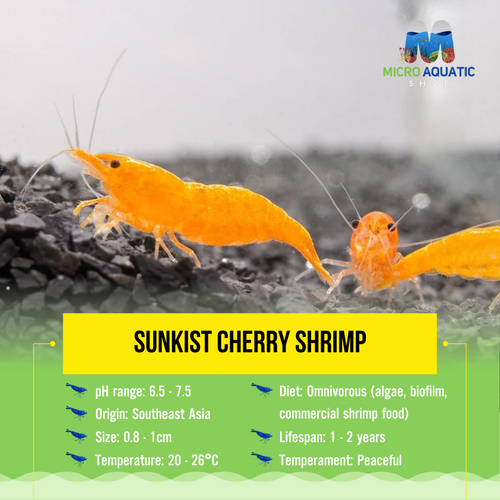 Sunkist Cherry Shrimp