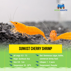 Buy 10 Get 5 Free Sunkist Cherry Shrimp