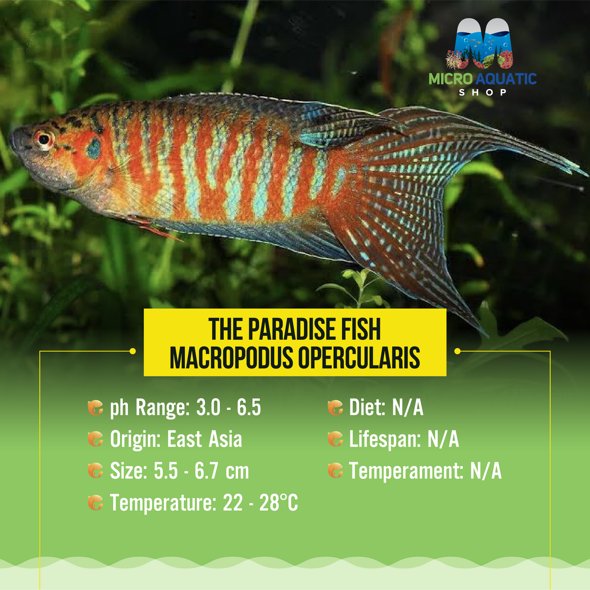 The Paradise Fish - Macropodus opercularis