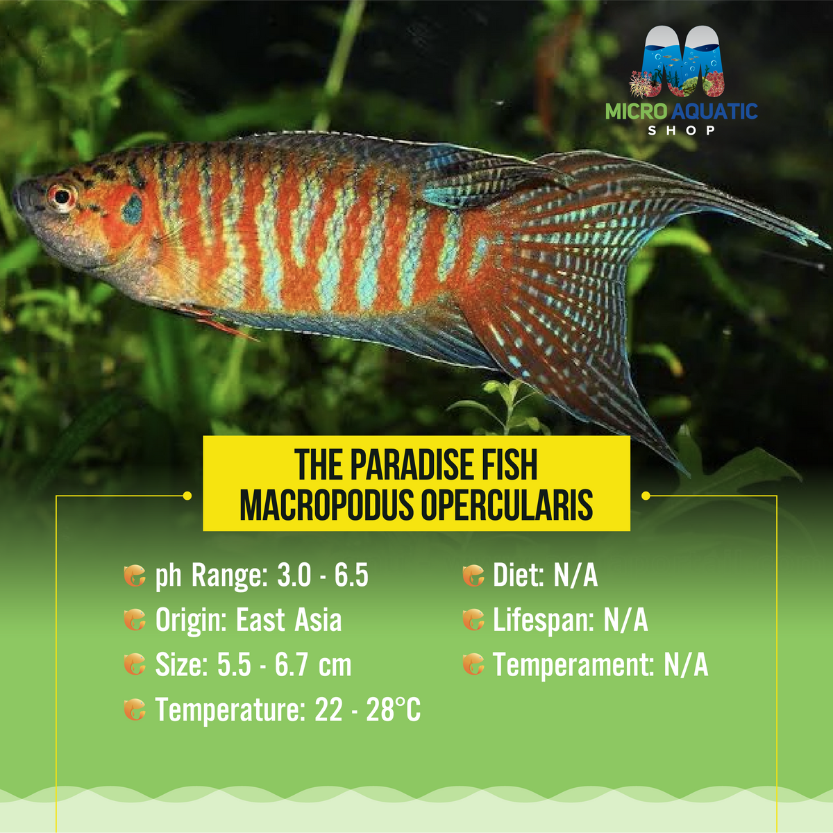 Paradise Fish Macropodus opercularis Vibrant Freshwater Fish Micro Aquatic Shop