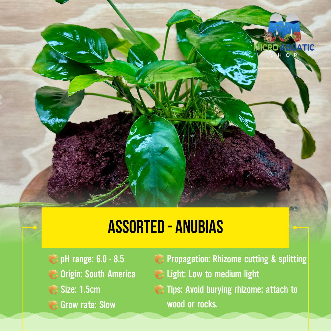 Assorted - Anubias