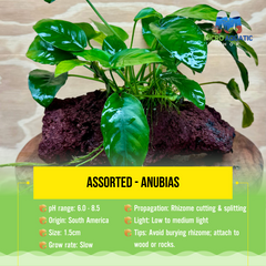 Assorted - Anubias