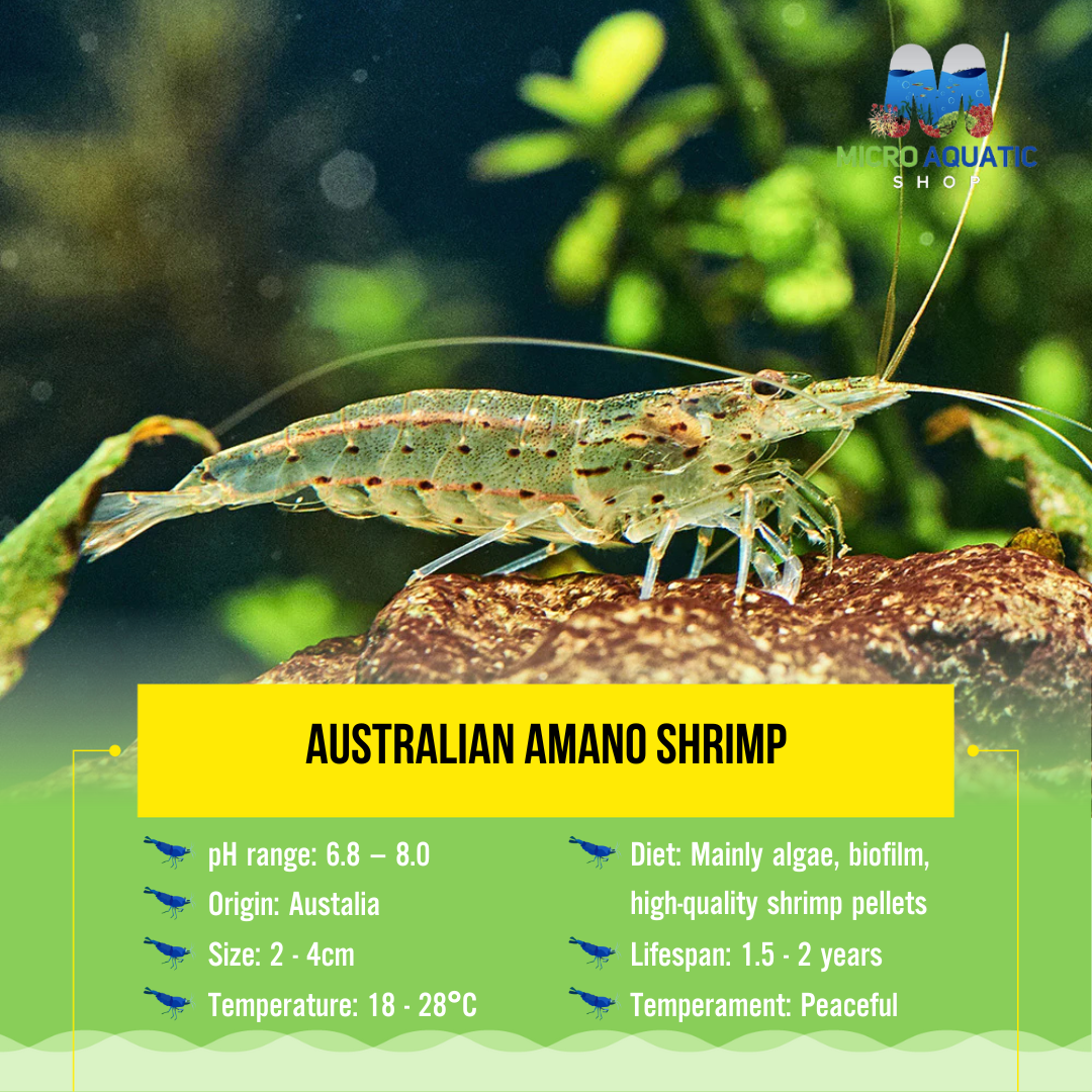 Australian Amano Shrimp (ULTRA RARE) 4cm Big size