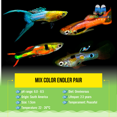 Mix Color Endler Pair