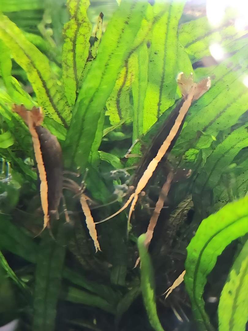 Australian Riffle Shrimp - Filter Shrimp (ULTRA RARE) Micro Aquatic Shop