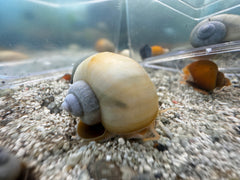 Rare Ivory Mystery Snail