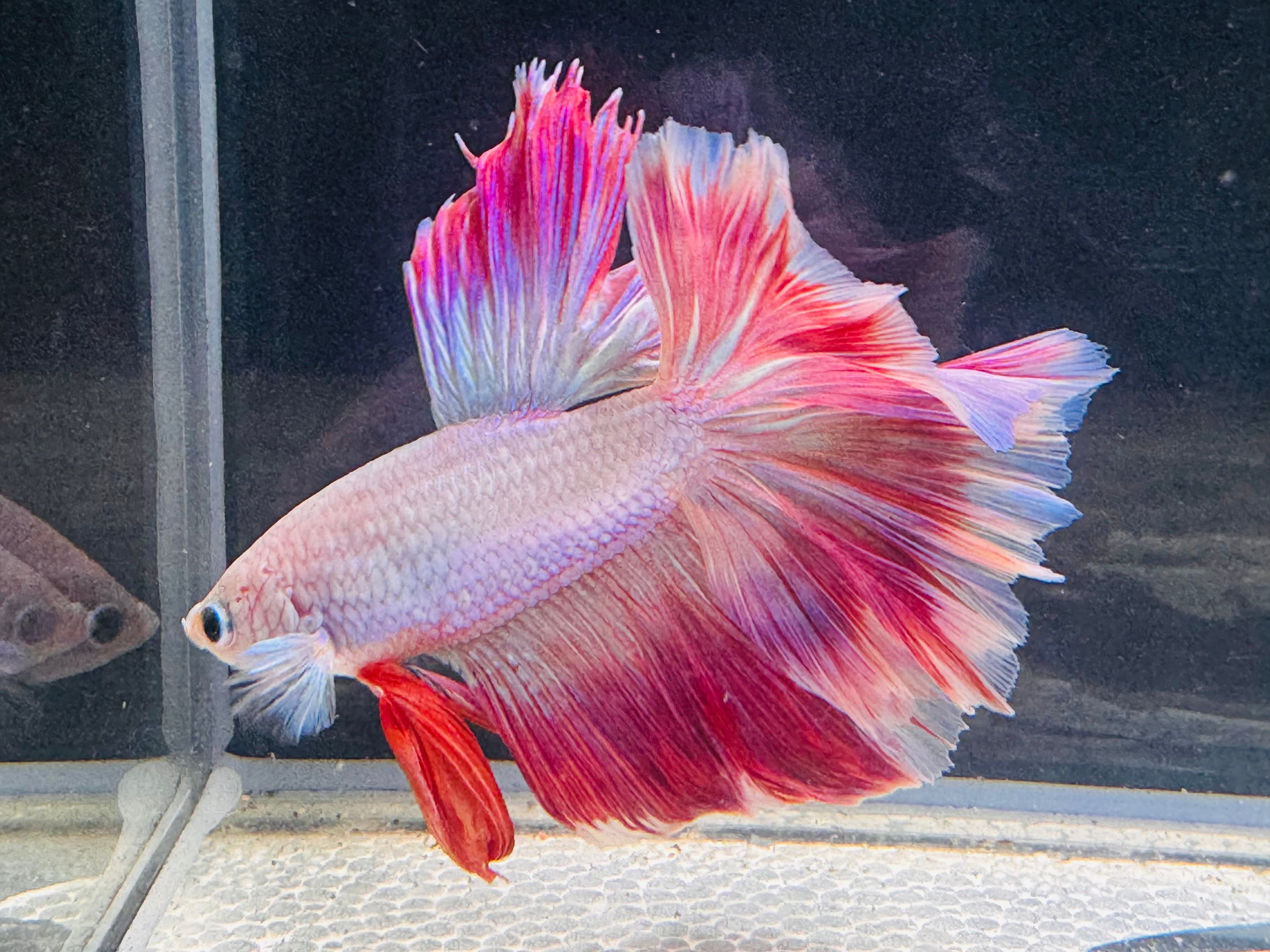 Betta Male - A Grade Half Moon Love Prince