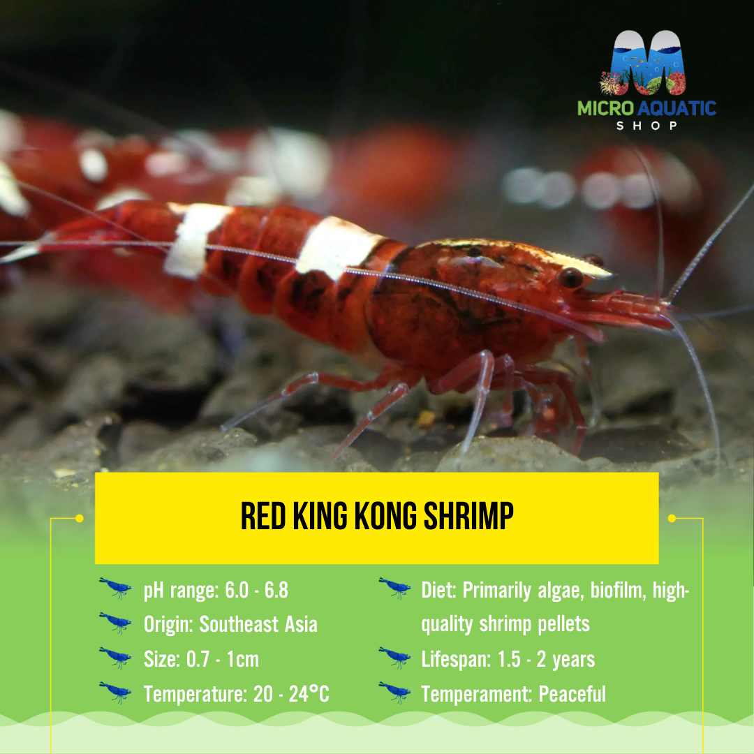 Red King Kong Shrimp