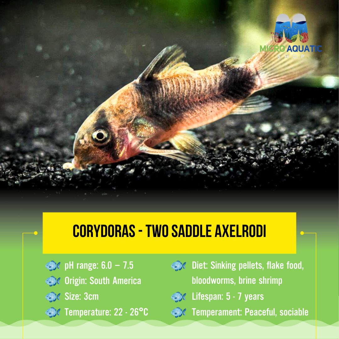 Axadora Fish Algae Eater – Shop Online & In-Store Australia | Micro Aquatic Shop