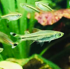 Rasbora - Scissor tail 4cm