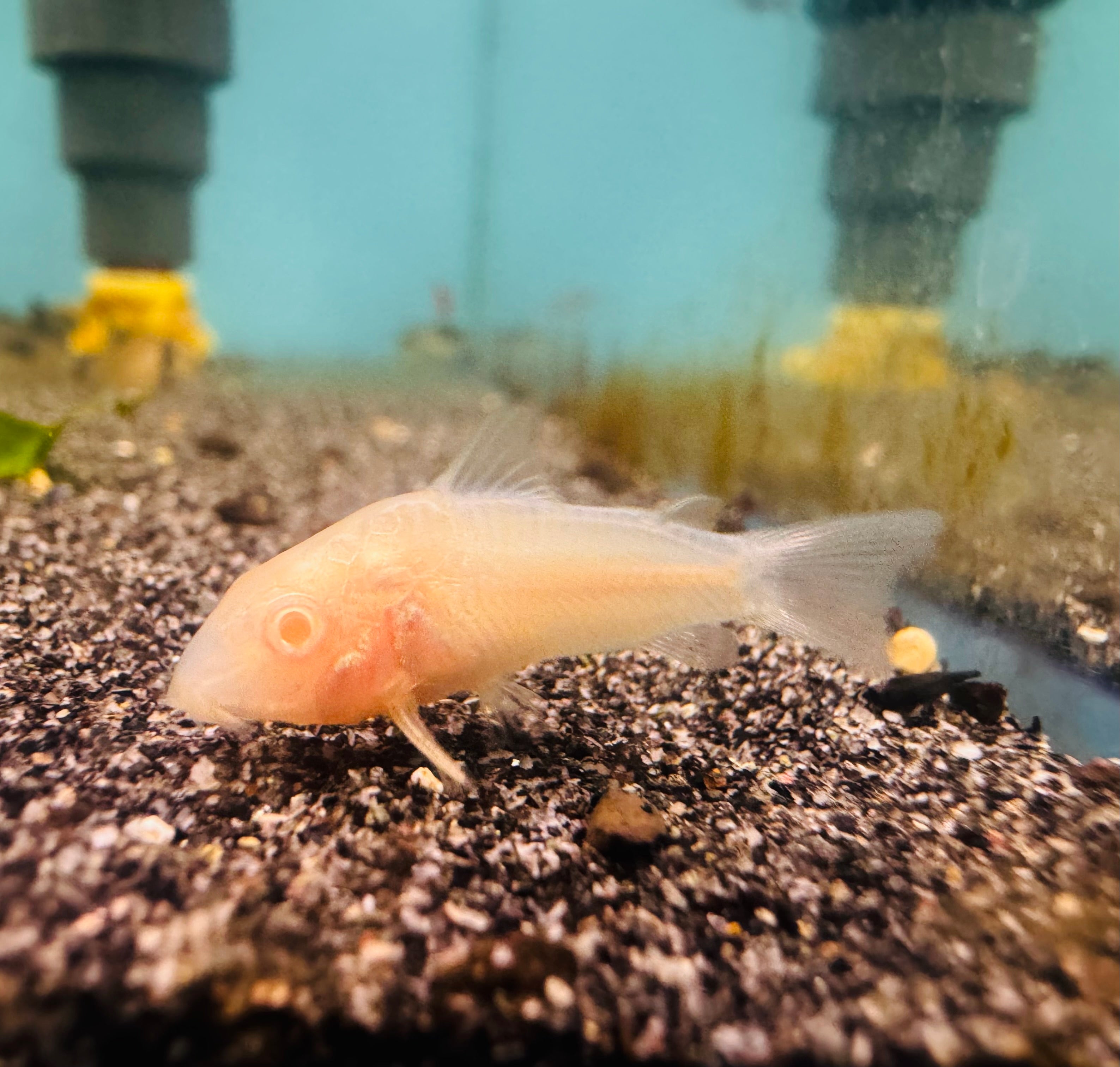Flash Sale Assorted Corydoras Pack 4