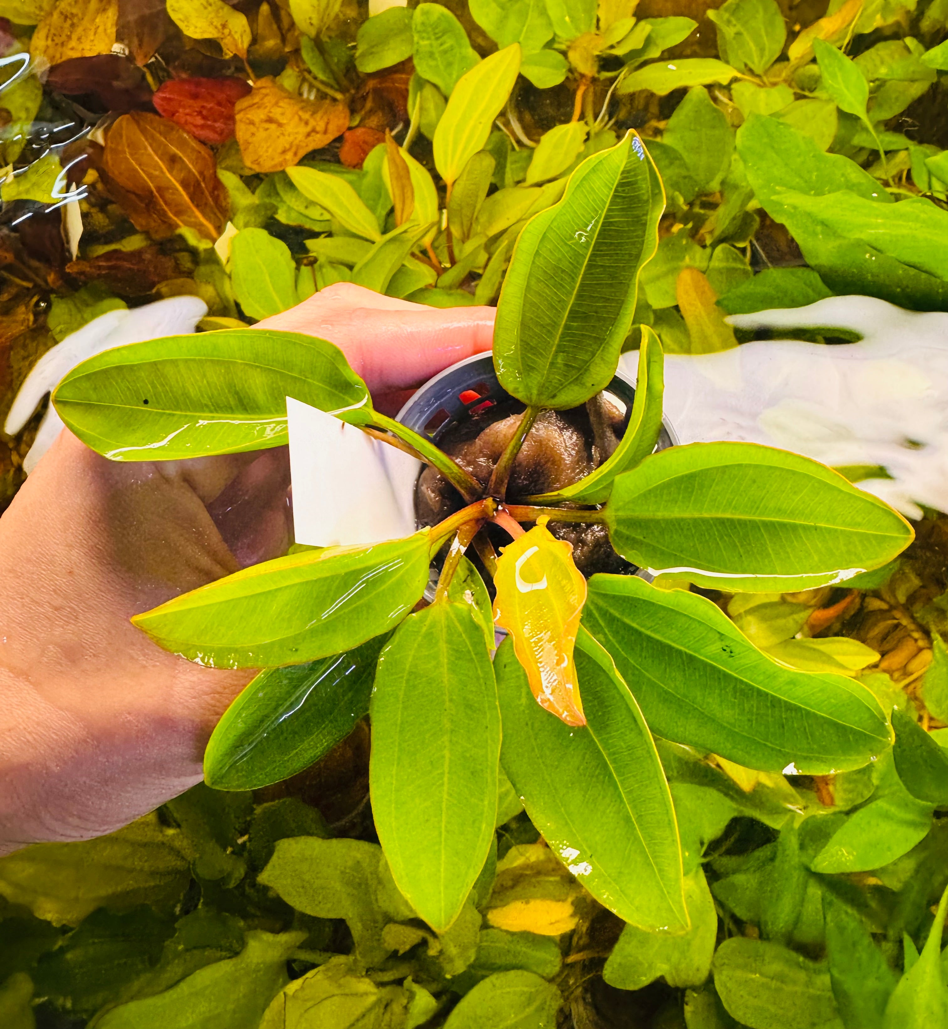 Low Tech Rare- Echinodorus amazon 'Radican“