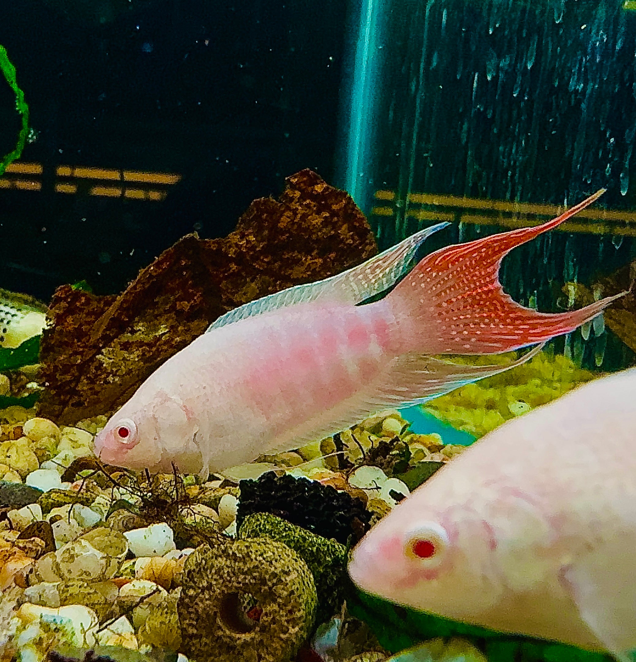 Albino Paradise Fish 5cm