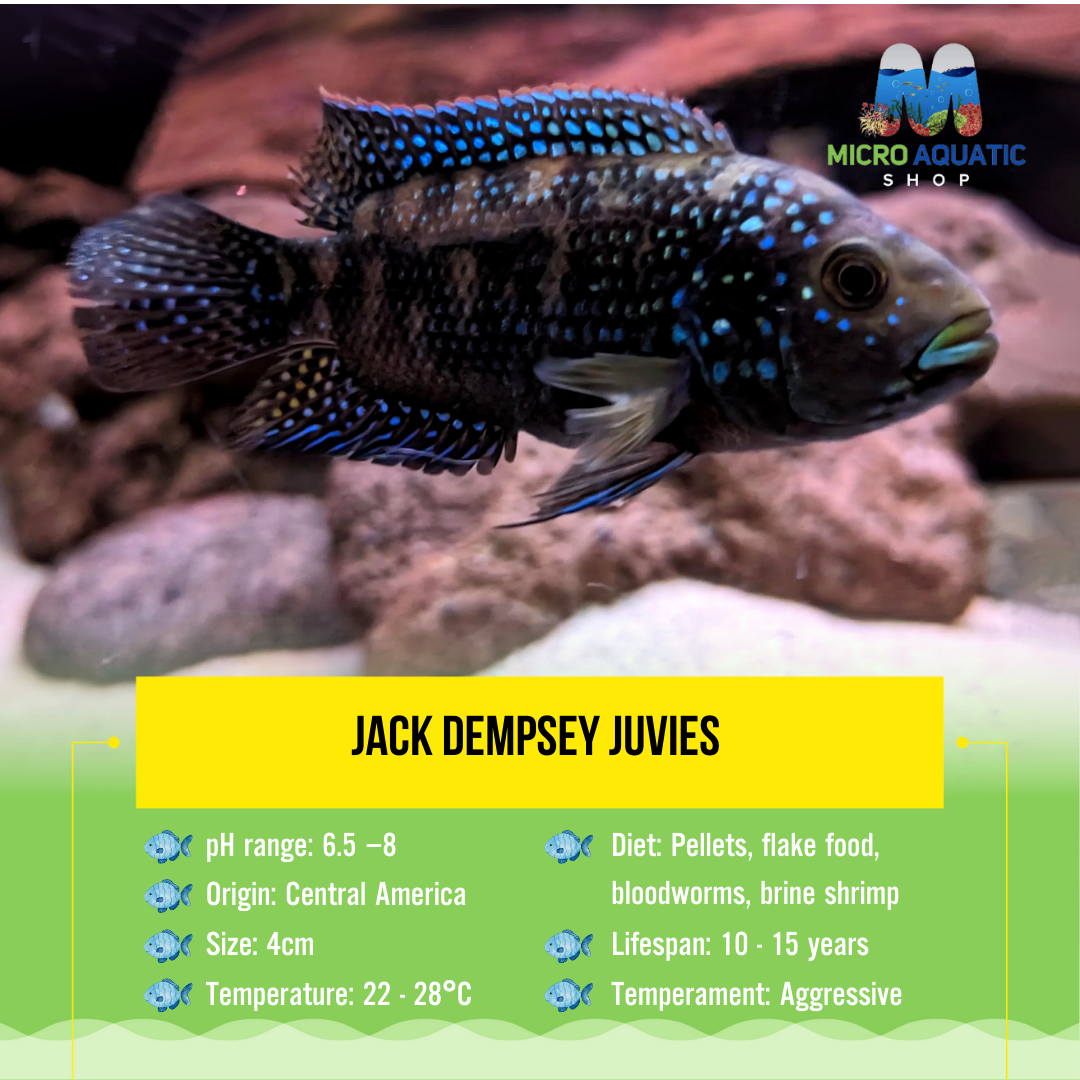 Jack Dempsey Juvies 4cm