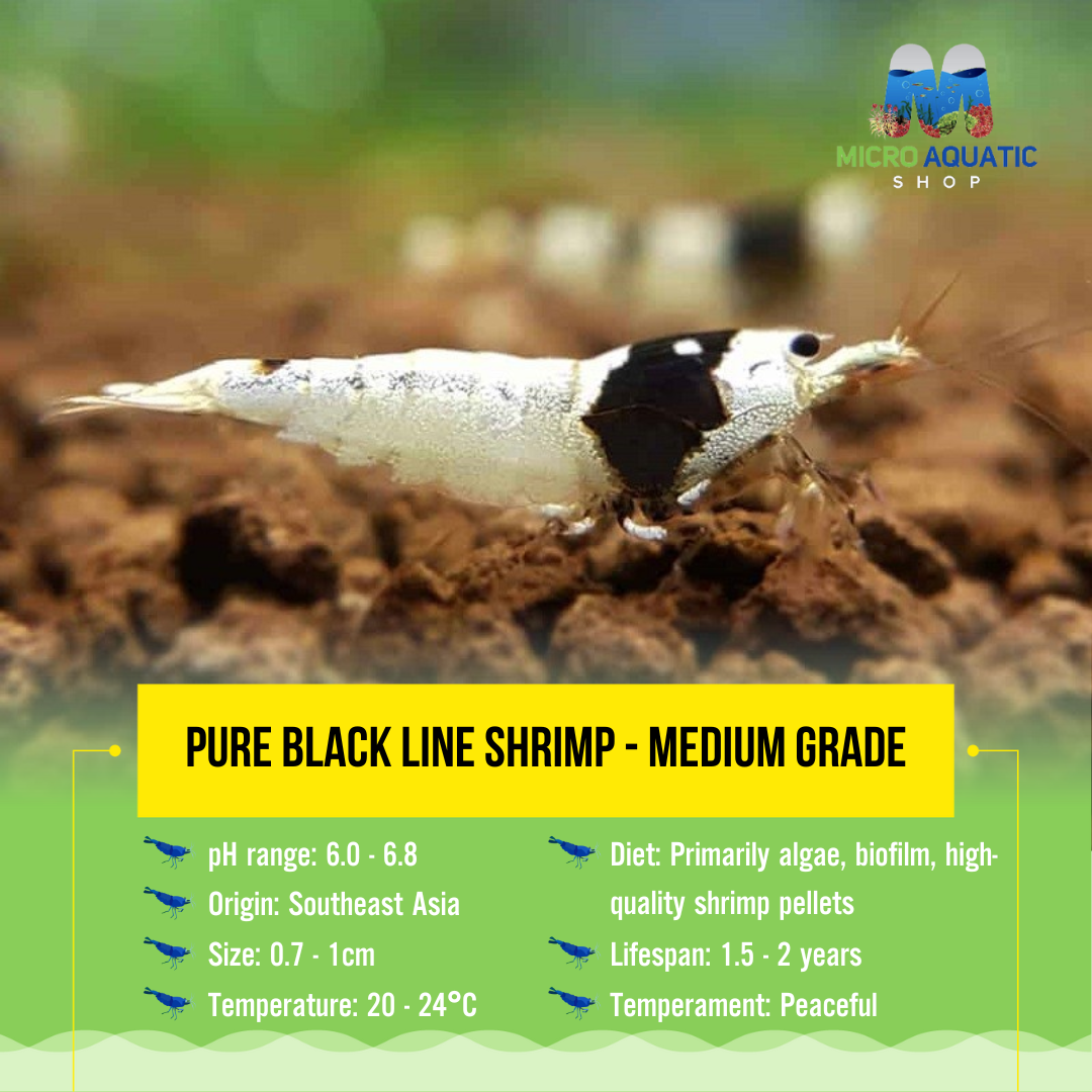 Pure Black Line Shrimp - Medium Grade