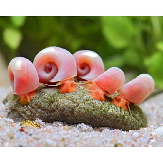 Rare Ramshorn Snail - Pink