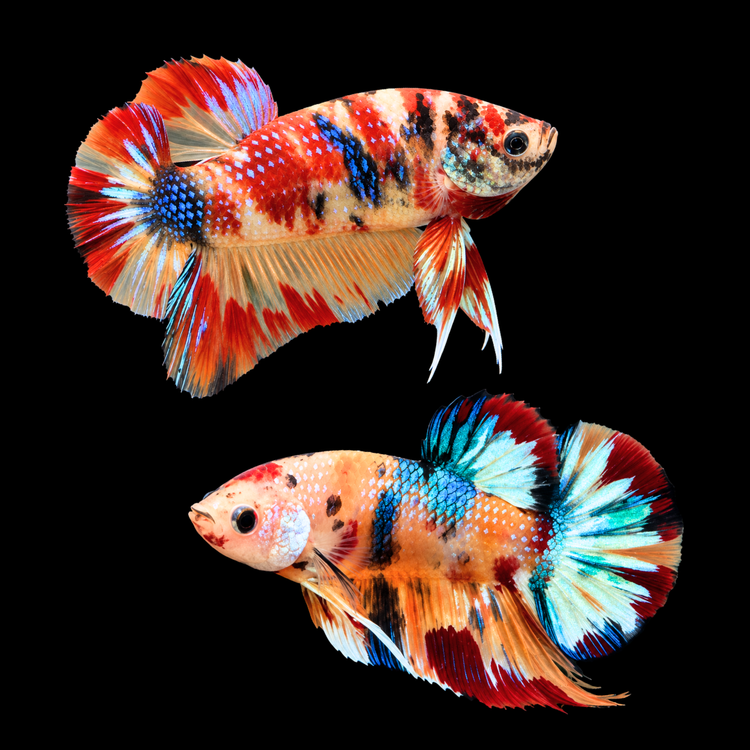 Betta -  Plakat Metalic -Random Color Male Show Grade