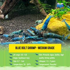 Blue Bolt Shrimp - Medium Grade