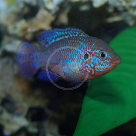 African Cichlid –  Blue Neon Jewel 4cm