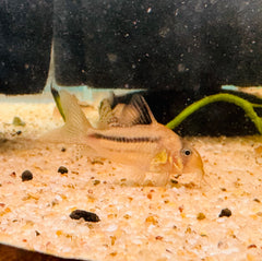 Corydoras - Two Saddle axelrodi 3cm