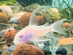 Corydoras - Albino Shark Fin 3cm