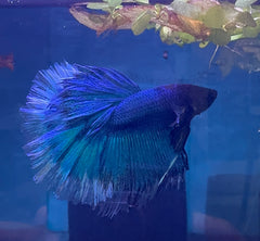 Betta Male - Half Moon Blue Show Grade