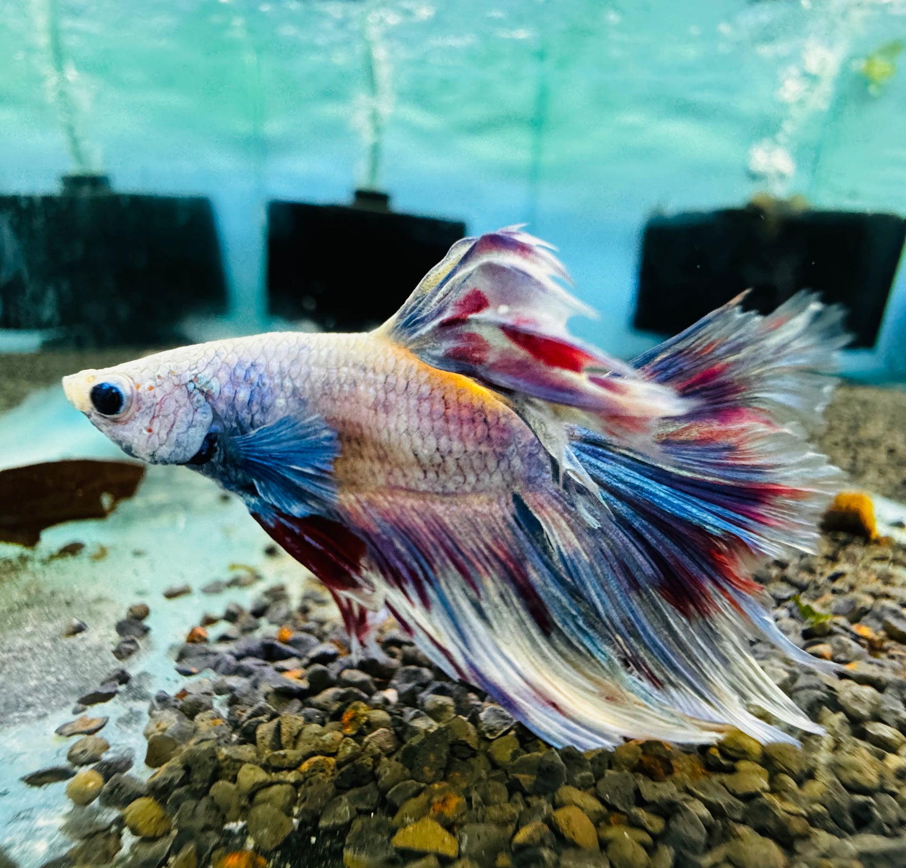 Micro Betta Fish Betta Fish for Sale in Australia – Vibrant Selection | Micro Aquatic Shop