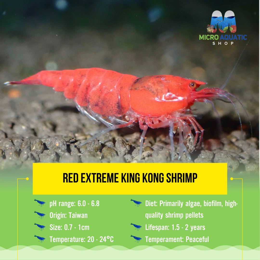 Red Extreme King Kong Shrimp