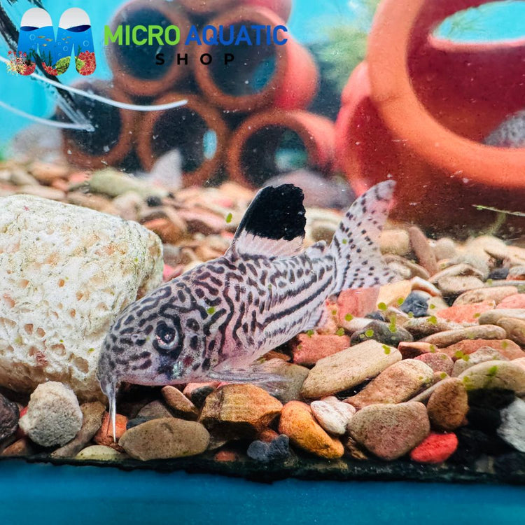 Corydora Julii 3cm