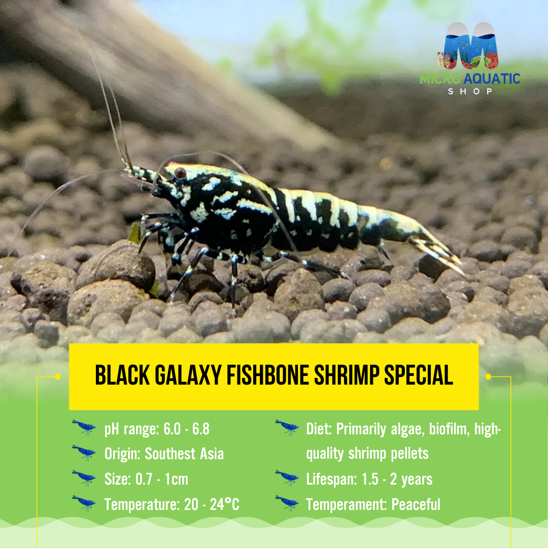 Black galaxy fishbone shrimp